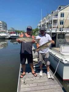 Two striped bass caught fishing in MD