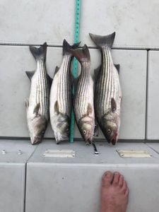 Reached our limits today! Productive Fishing!