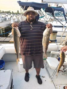 Epic Striped Bass Fishing In Chesapeake Bay 