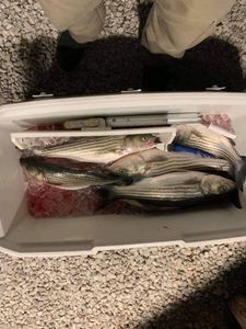 Cooler full of Striped Bass in Chesapeake Bay 