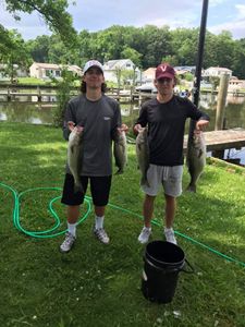 4 striped bass caught in Baltimore