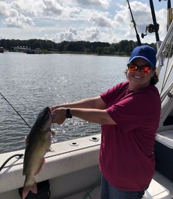 Channel catfish catch on fishing boat in Baltimore MD
