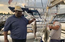 Two striped bass caught on fishing boat in Baltimore MD marina