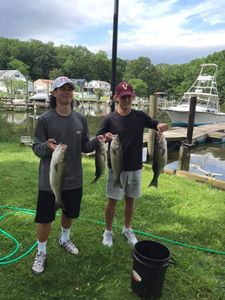 4 striped bass caught while fishing in MD