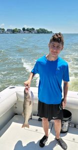 Striped bass caught while fishing in Baltimore