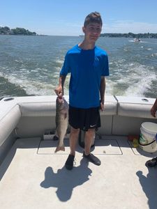 Striped bass caught by angler in Baltimore