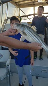 Striped bass fish caught by two people in Baltimore