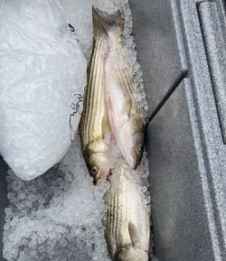 Two striped bass caught in Baltimore while fishing