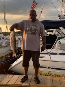 Striped bass caught in MD