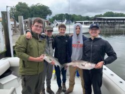Two striped bass caught fishing in MD