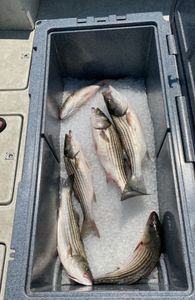 Striped bass fishing in Baltimore