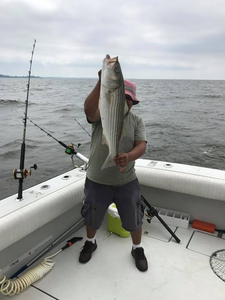 Striped bass fishing in MD