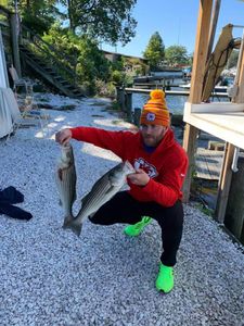 Two striped bass caught in Maryland