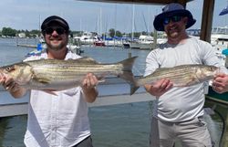Two striped bass caught while fishing in MD