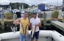 Three striped bass caught during fishing in MD