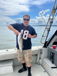 Striped bass caught while fishing in MD