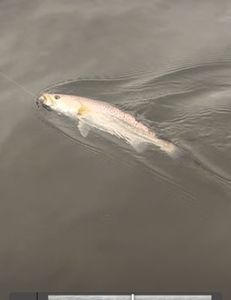 Oversized trout are abundant this fall and so are the Redfish 