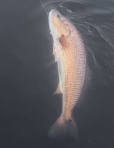 Redfish are on fire since the Hurricanes and water temperature have dropped into the 70’S 