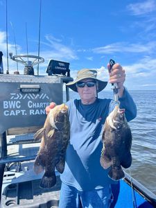 Two large tripletail fish caught by a person in FL