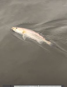 Fishing in FL