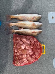 Three redfish caught while fishing in Homosassa