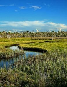 Serene coastal scene in FL
