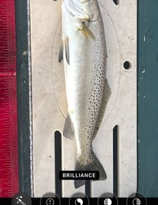 Spotted Weakfish caught in Homosassa