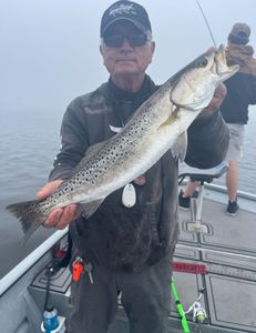 Spotted Weakfish caught in Homosassa