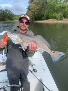 Tailing redfish in skinny water