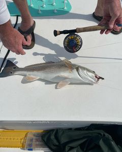 Redfish tail spotted in grass flat