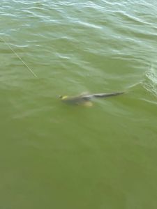 Catching the best fish in Suffolk