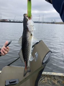 Spotted Weakfish caught while fishing in VA