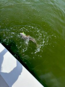 Fishing in VA