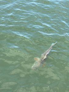 Fishing in VA