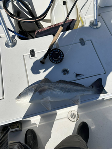 Redfish caught in VA