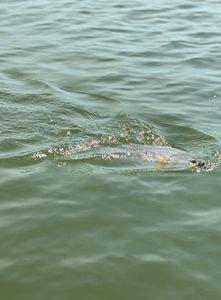 Scenic fishing trip in VA