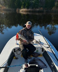 A spotted weakfish caught while fishing in VA