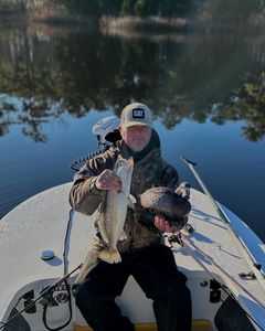 Spotted weakfish caught by angler in Suffolk