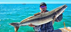 Large cobia caught while fishing in Naples FL waters