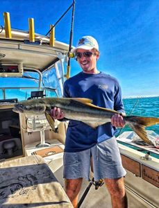 Cobia caught while fishing in Naples FL waters from fishing boat
