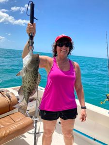 Gag grouper caught while fishing in Naples FL waters