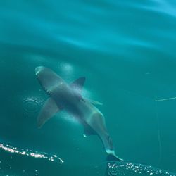 Large shark swimming underwater near fishing line in Naples FL waters