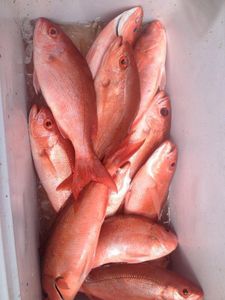 7 fish caught in FL