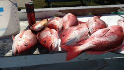 Four doctorfish in Panama City