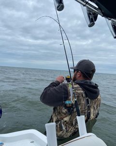 Bayside Bliss: Chesapeake's Finest Fishing