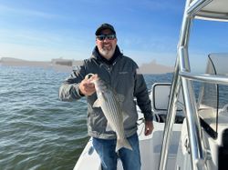 Sailfish Serenade: Striped Bass Symphony