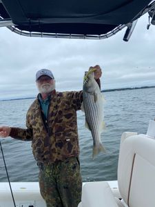 Striped Bass fish caught in MD during fishing
