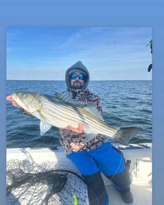 Striped bass fishing in MD