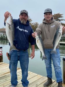Striped bass fishing in MD