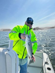 Striped bass caught in MD